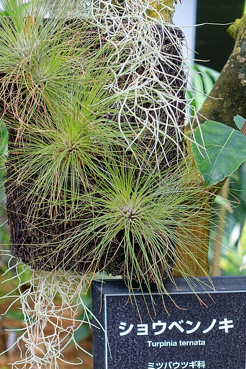 Staphylea ternata: Botanical specimen in the Shinjuku Gyo-en Greenhouse - Tokyo, Japan.