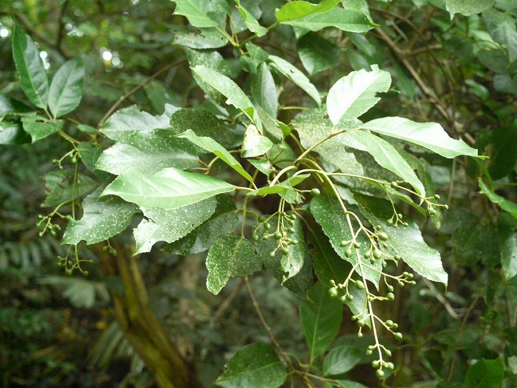 Staphylea ternata: Turpinia ternata:ショウベンノキ 2008/08/11 沖縄本島南部:Okinawa Island, Japan