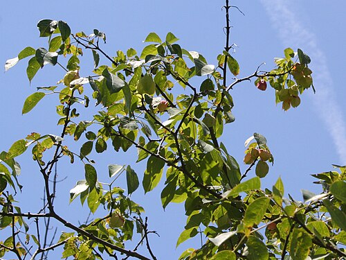 American bladdernut: Staphylea trifolia L. - American bladdernut - at the Skaneateles Conservation Area, Town of Skaneateles, Onondaga County, New York.
