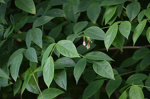 American bladdernut: Staphylea trifolia in Christchurch Botanic Gardens in Christchurch, Canterbury Region, New Zealand