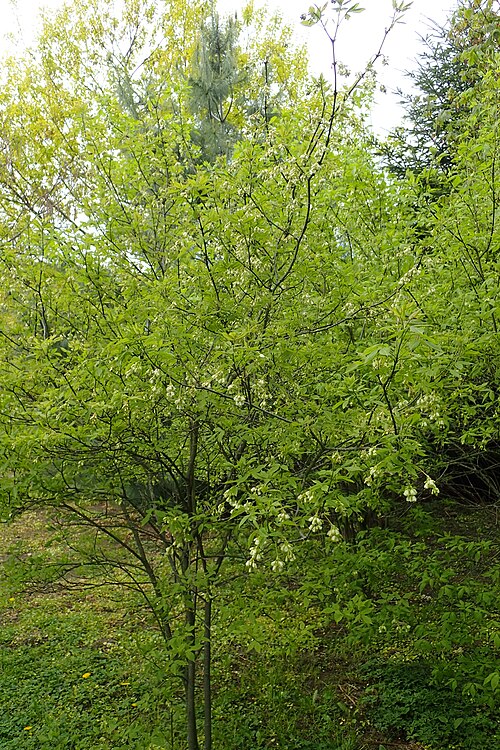 American bladdernut: Staphylea trifolia in arboretum in Glinna, NW Poland
