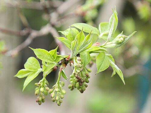 American bladdernut: Staphylier à trois folioles ( Staphylea trifolia ) aux Jardins de Métis à Grand-Métis au Québec
