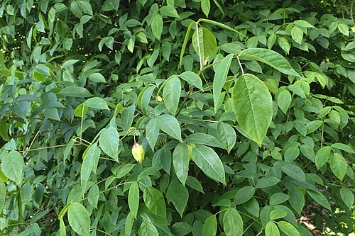 American bladdernut: Staphylea trifolia in Christchurch Botanic Gardens