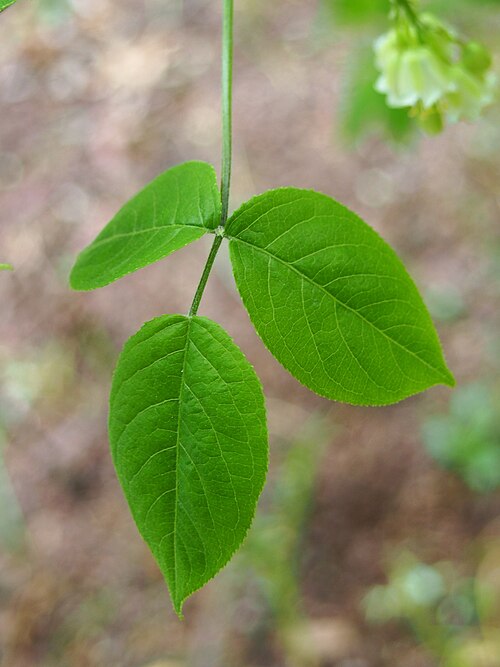 American bladdernut: American bladdernut ( Staphylea trifolia ) leaf, cultivated in Wrocław University Botanical Garden, Wrocław, Poland.