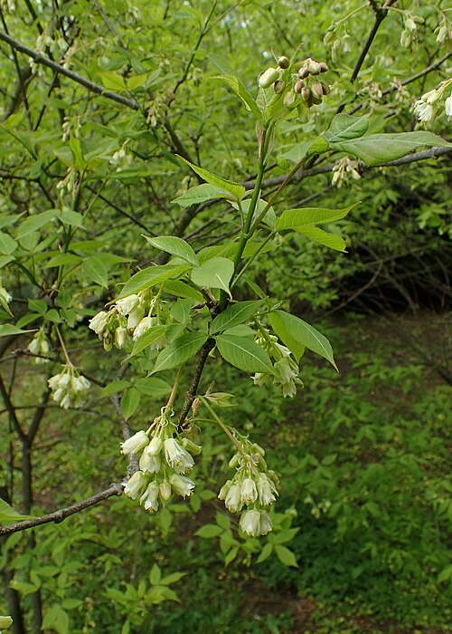 American bladdernut: Staphylea trifolia in arboretum in Glinna, NW Poland