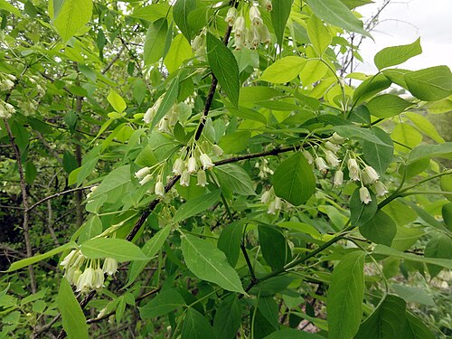 American bladdernut: Staphylea trifolia (American bladdernut) photographed at the Skaneateles Conservation Area in Onondaga County, New York.