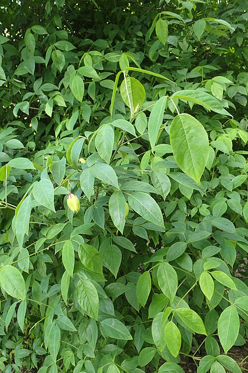 American bladdernut: Staphylea trifolia in Christchurch Botanic Gardens