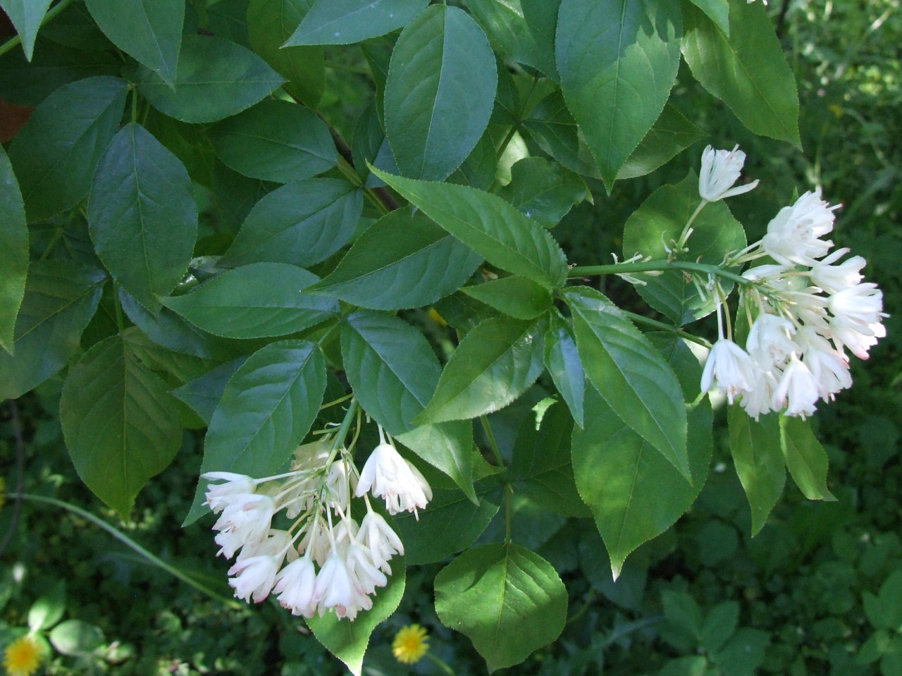 American bladdernut: Staphylea trifolia