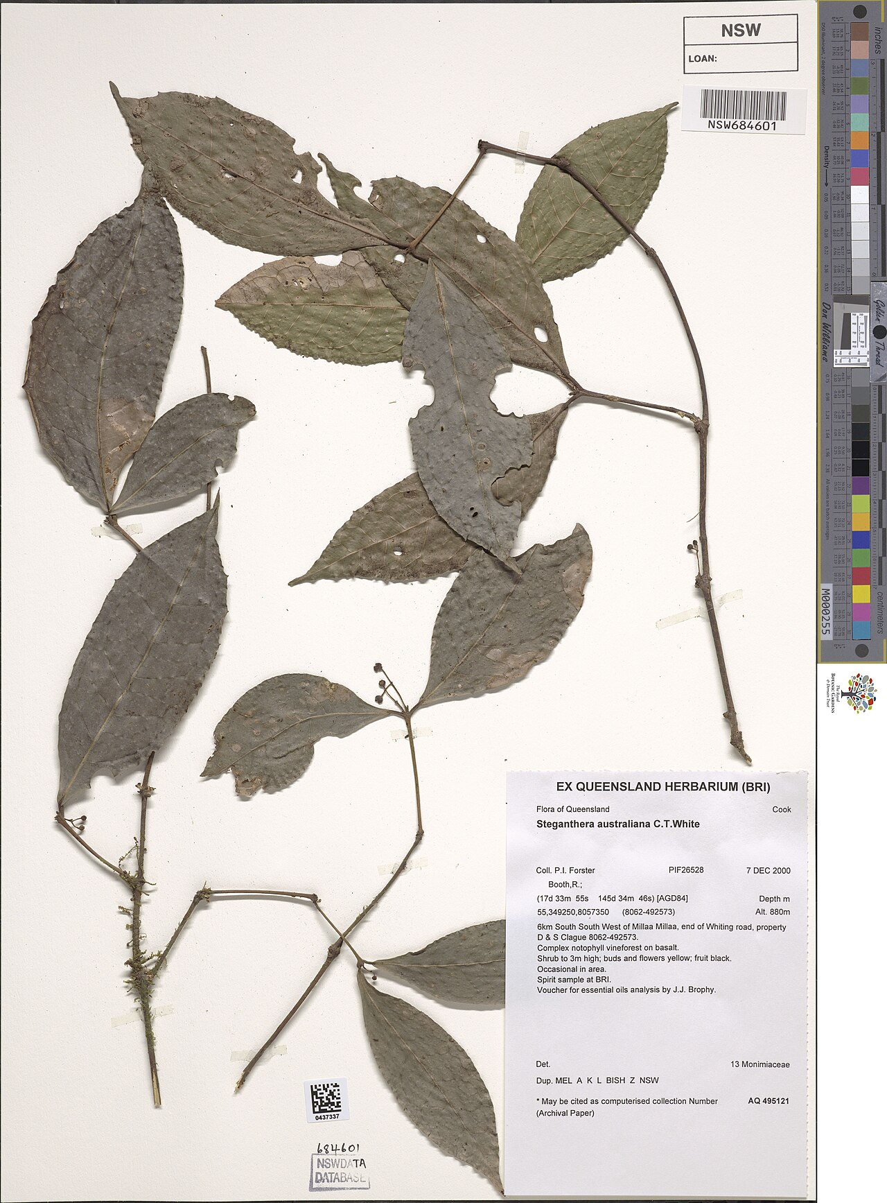 Steganthera australiana: Steganthera australiana herbarium specimen