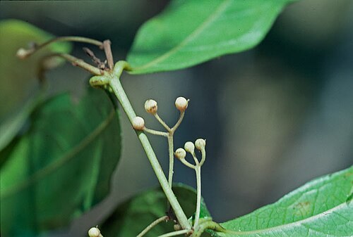 Steganthera australiana: Steganthera australiana