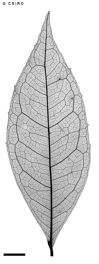Steganthera australiana: Steganthera australiana xray of leaf
