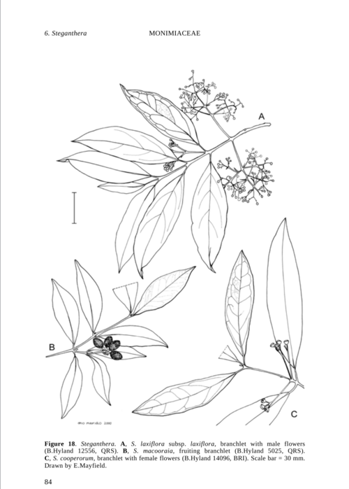 Steganthera cooperorum: Steganthera, botanical illustrations