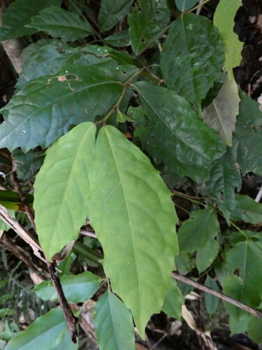 Steganthera laxiflora (Steganthera laxiflora)