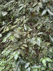 Steganthera laxiflora (Steganthera laxiflora)