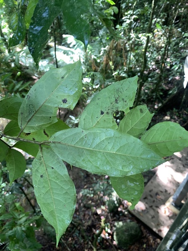 Steganthera laxiflora (Steganthera laxiflora)
