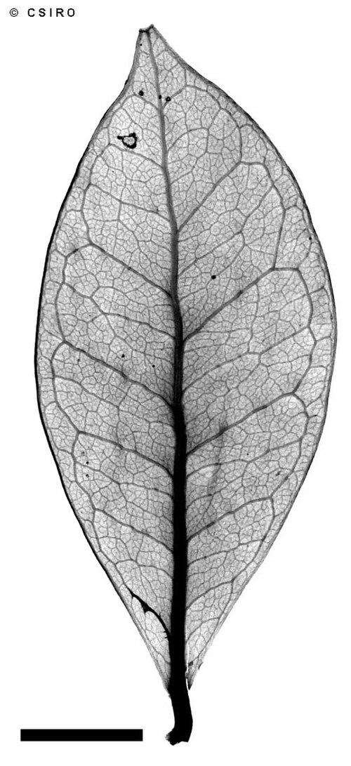 Steganthera macooraia: X-ray of a leaf of Steganthera macooraia
