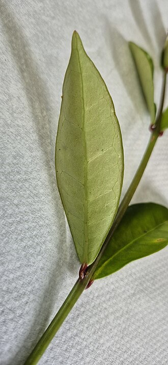 Steganthera macooraia: Steganthera macooraia on Mount Bellenden Ker, Queensland