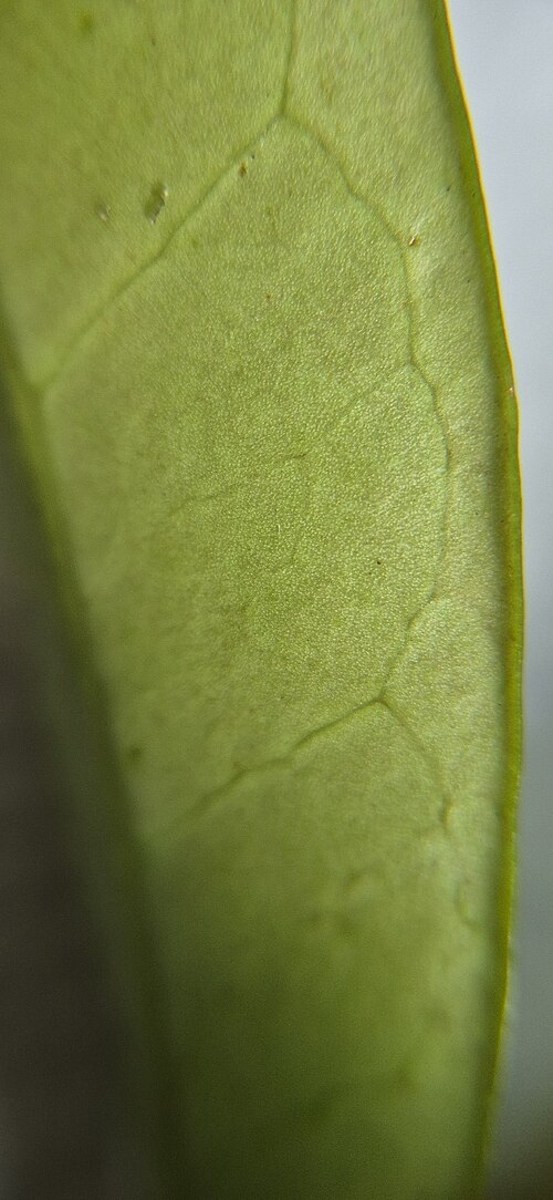 Steganthera macooraia: Steganthera macooraia from Mount Bellenden Ker, Queensland
