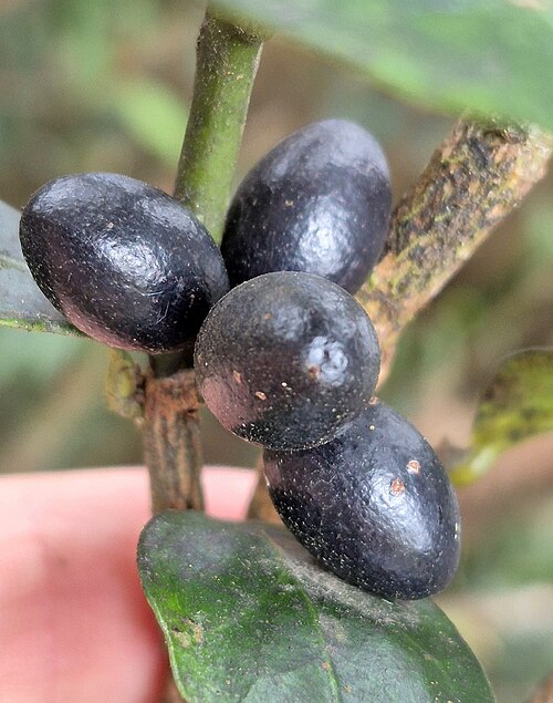 Steganthera macooraia: Steganthera macooraia on Mount Bellenden Ker, Queensland