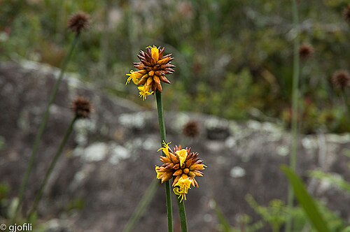 Stegolepis guianensis: Stegolepis guianensis em floração. Monte Roraima.