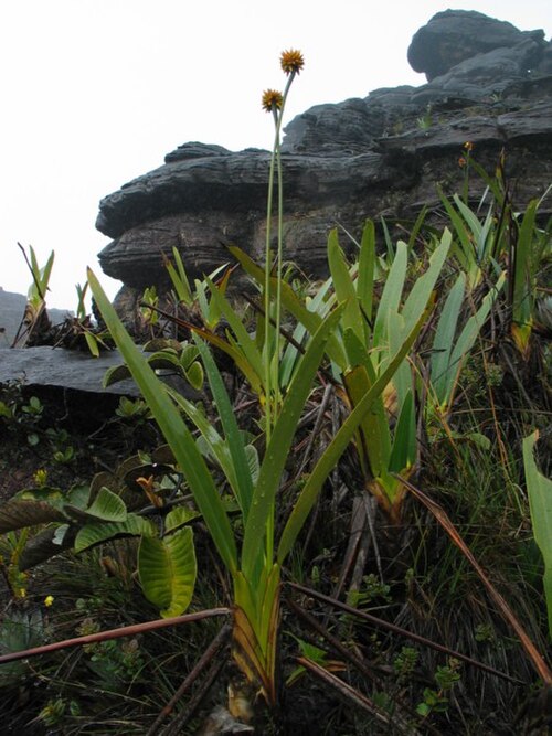 Stegolepis guianensis: Stegolepis_guianensis auf dem Roraima-Tepui in Venezuela
