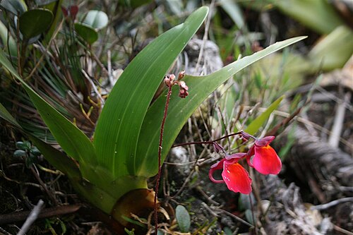 Stegolepis guianensis: Utricularia quelchii and Stegolepis guianensis of mount Roraima, Venezuela