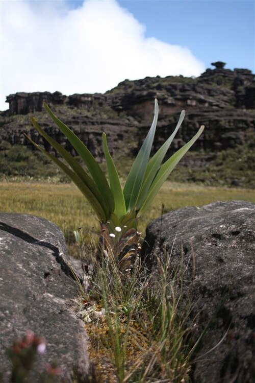Stegolepis guianensis: Stegolepis guianensis of mount Roraima, Venezuela
