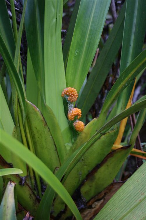 Stegolepis guianensis: Stegolepis guianensis of mount Roraima, Venezuela