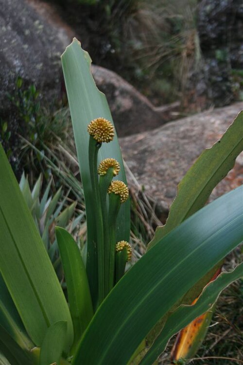 Stegolepis guianensis: Stegolepis guianensis of mount Roraima, Venezuela