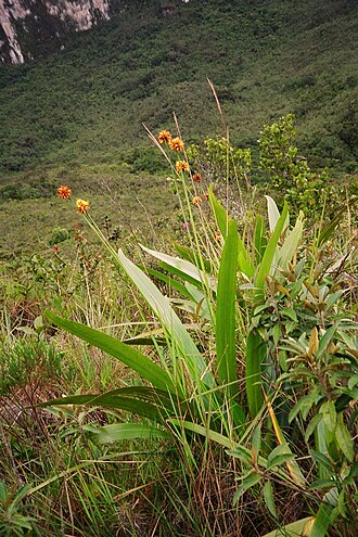 Stegolepis guianensis: Stegolepis guianensis Habitus, at the bottom of Mount Roraima in the Gran Sabana in Venezuela