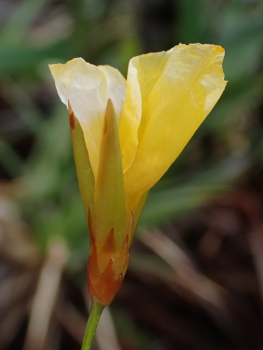 Stegolepis piresii (Stegolepis piresii)
