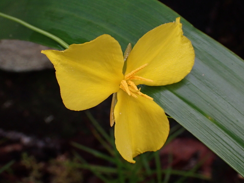 Stegolepis piresii (Stegolepis piresii)