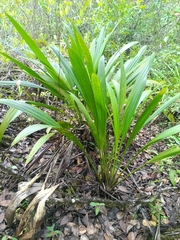 Stelestylis surinamensis (Stelestylis surinamensis)