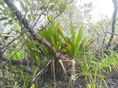 Stelestylis surinamensis (Stelestylis surinamensis)
