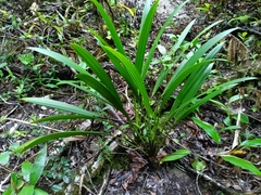 Stelestylis surinamensis (Stelestylis surinamensis)