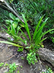Stelestylis surinamensis (Stelestylis surinamensis)