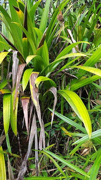 Stelestylis surinamensis: Stelestylis in French Guiana