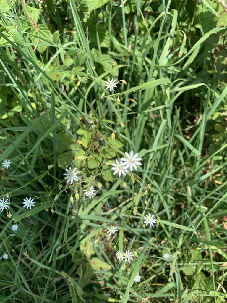 Common starwort (Stellaria graminea)