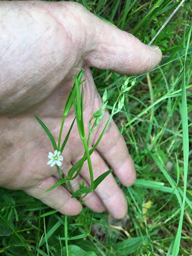 Common starwort (Stellaria graminea)