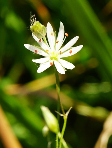 Common starwort (Stellaria graminea)