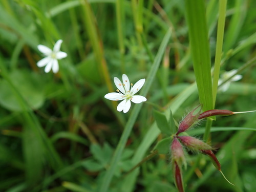 Common starwort (Stellaria graminea)