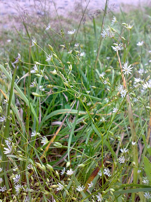 Common starwort: Stellaria graminea Norway