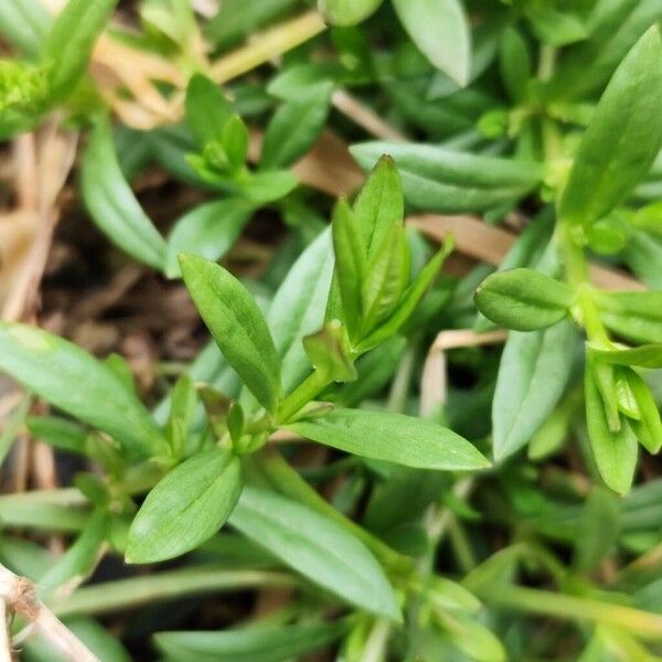 Common starwort (Stellaria graminea)