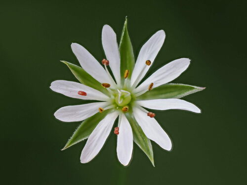 Common starwort (Stellaria graminea)