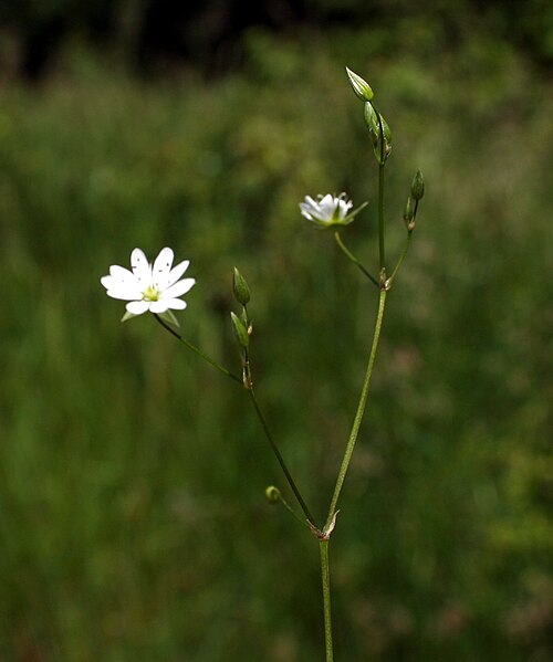 Common starwort: Stellaria graminea, near Ustroń , Poland