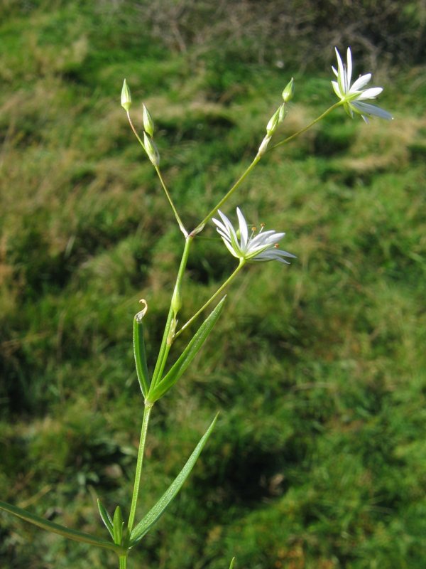 Common starwort: Gras-Sternmiere Stellaria graminea , Hiddensee