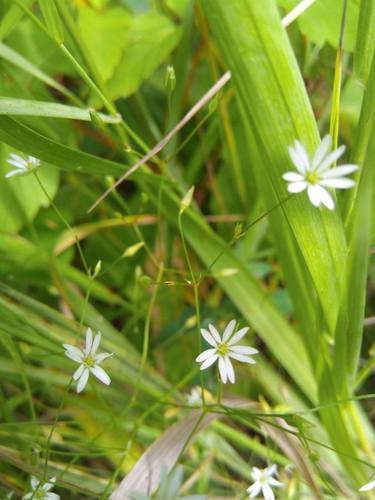 Common starwort (Stellaria graminea)