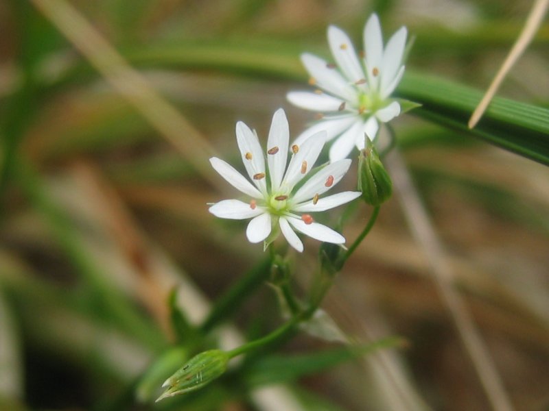 Common starwort: Gras-Sternmiere Stellaria graminea , Zingst