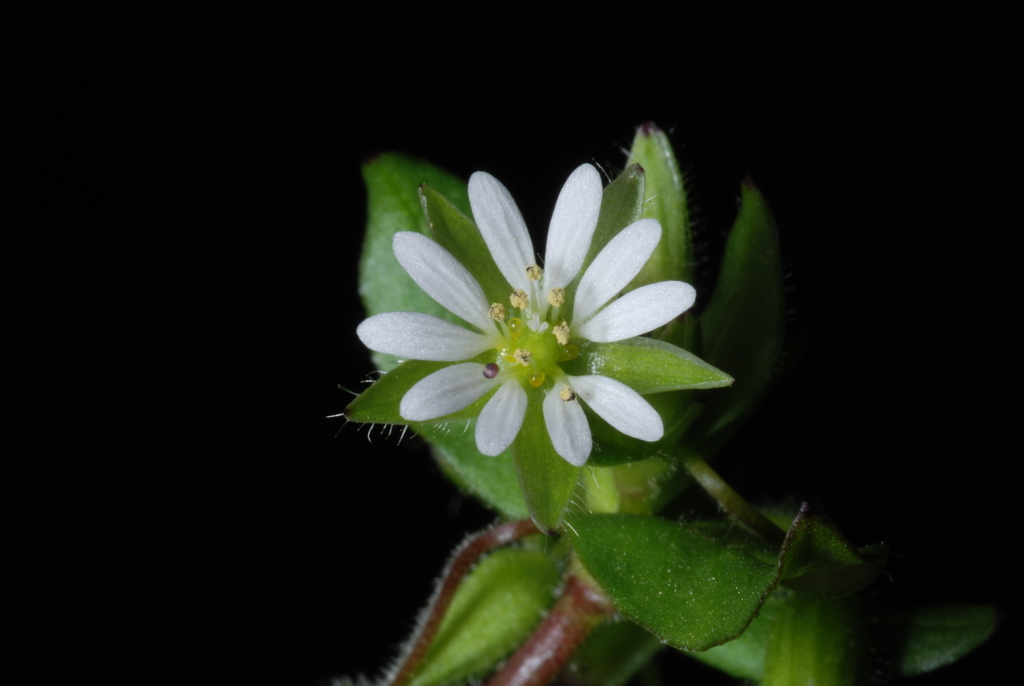 Common chickweed (Stellaria media)