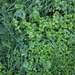 Common chickweed (Stellaria media)